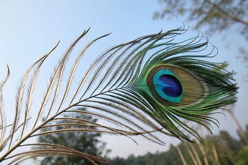 Fototapeta premium A vibrant peacock feather with iridescent blue and green hues, showcasing the eye-like pattern near the tip