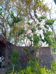 View of a shady tree between the walls, during the day