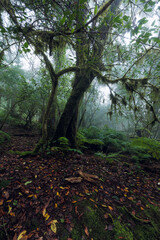 Laurisilva forest in the Anaga rural park