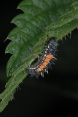 Marienkäfer,  Asiatischer,  Harmonia axyridis