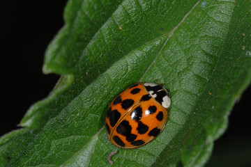 Marienkäfer,  Asiatischer,  Harmonia axyridis