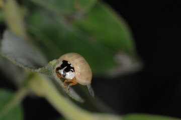 Marienkäfer,  Asiatischer,  Harmonia axyridis