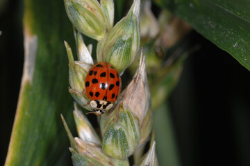 Marienkäfer,  Asiatischer,  Harmonia axyridis