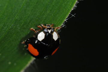 Marienkäfer,  Asiatischer,  Harmonia axyridis