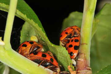 Marienkäfer,  Asiatischer,  Harmonia axyridis