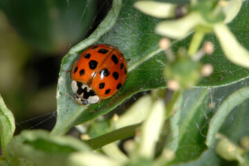 Marienkäfer,  Asiatischer,  Harmonia axyridis