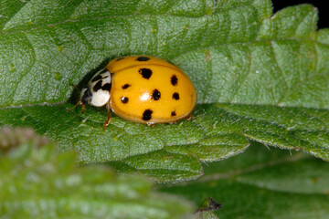Marienkäfer,  Asiatischer,  Harmonia axyridis