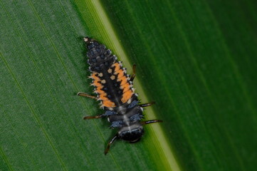 Marienkäfer,  Asiatischer,  Harmonia axyridis