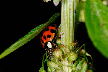 Marienkäfer,  Asiatischer,  Harmonia axyridis