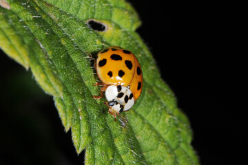 Marienkäfer,  Asiatischer,  Harmonia axyridis