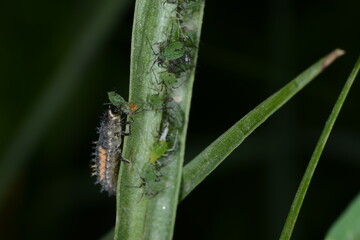 Marienkäfer,  Asiatischer,  Harmonia axyridis