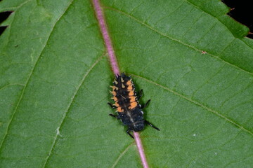 Marienkäfer,  Asiatischer,  Harmonia axyridis