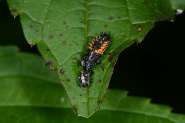 Marienkäfer,  Asiatischer,  Harmonia axyridis