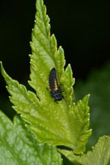 Marienkäfer,  Asiatischer,  Harmonia axyridis