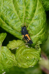 Marienkäfer,  Asiatischer,  Harmonia axyridis