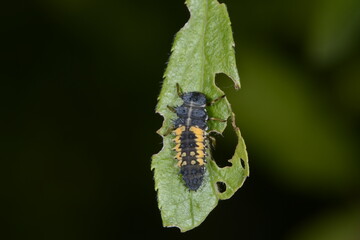 Marienkäfer,  Asiatischer,  Harmonia axyridis