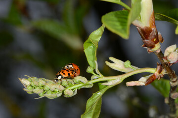 Marienkäfer,  Asiatischer,  Harmonia axyridis