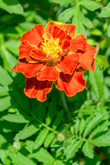 Marigold flower is an annual plant of the Asteraceae family, widely used in medicine.