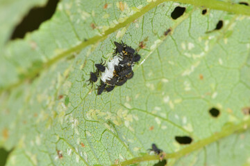 Marienkäfer,  Asiatischer,  Harmonia axyridis