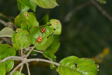 Marienkäfer,  Asiatischer,  Harmonia axyridis