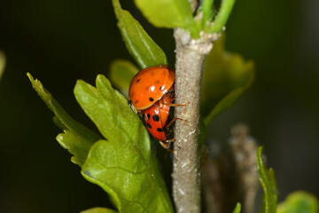 Marienkäfer,  Asiatischer,  Harmonia axyridis