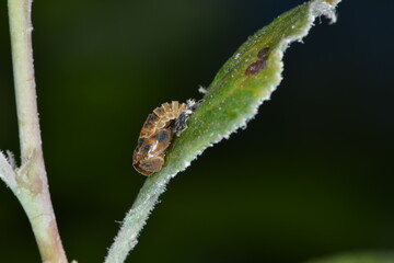 Marienkäfer,  Asiatischer,  Harmonia axyridis