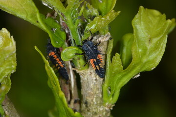 Marienkäfer,  Asiatischer,  Harmonia axyridis
