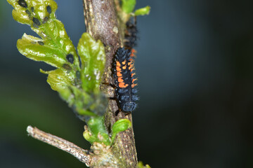Marienkäfer,  Asiatischer,  Harmonia axyridis