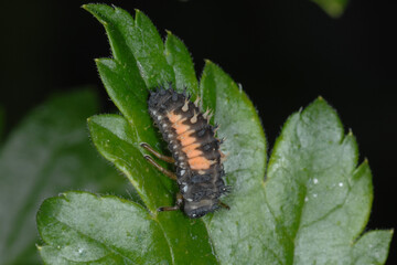 Marienkäfer,  Asiatischer,  Harmonia axyridis