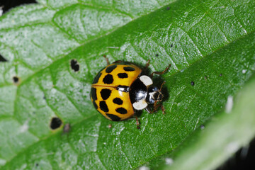 Naklejka premium Marienkäfer, Asiatischer, Harmonia axyridis