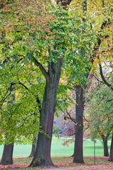 Gorgeous autumn view in the park in Brussels: green, tellow and brown drawing a nice background.