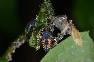 Marienkäfer,  Asiatischer,  Harmonia axyridis