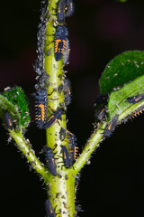 Marienkäfer,  Asiatischer,  Harmonia axyridis