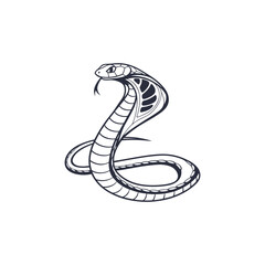 King cobra, Ophiophagus hannah, venomous snake against