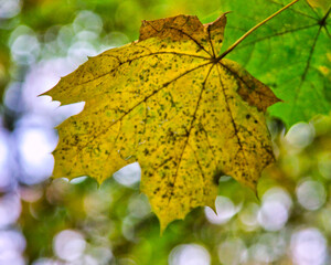 Beautiful yellow maple leave in autumn, with a splendid bokeh light effect behind: natural macro photography
