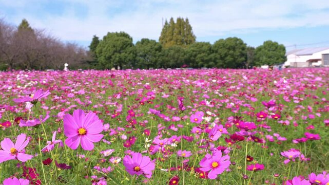 コスモスの名所・キリン花園