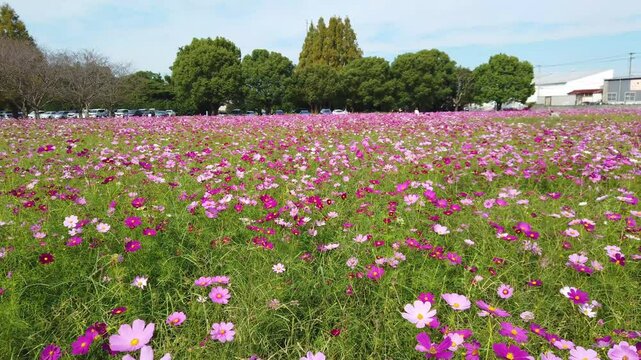 コスモスの名所・キリン花園