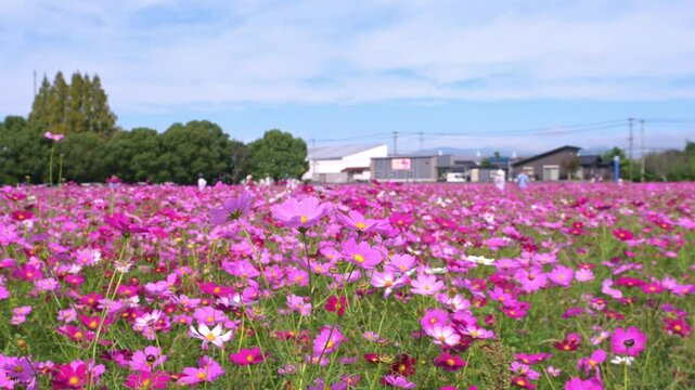 コスモスの名所・キリン花園