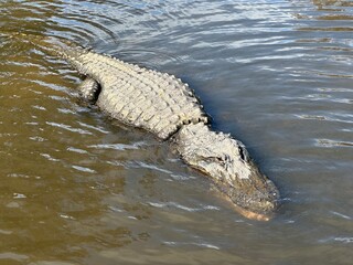 crocodile in the water