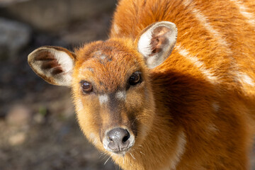 Sitatunga Antelope (Tragelaphus spekii) - Found in African swamps; photographed in a wildlife reserve.