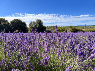 lavender field Valensole, France