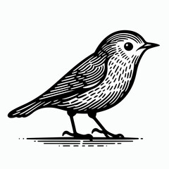 vector illustration of a bird, cartoon bird