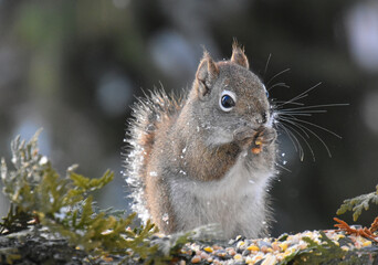 A red squirrel in winter, Sainte-Apolline, Qu&eacute;bec, Canada
