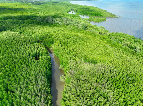 Green mangrove forest. Carbon sequestration and storage. Blue carbon ecosystem. Mitigation of climate change impacts. Mangrove tree capture CO2. Carbon offset. Carbon credits and trading programs.