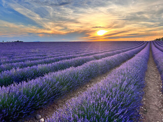 lavender field at sunset, Valensole, France