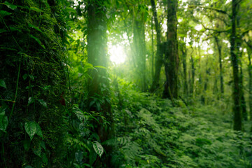 Obraz premium Green tree forest. Carbon credit concept. Natural carbon sink fight climate change. Sustainability in carbon-neutral ecosystems. Green and sustainable environment. Natural carbon capture solution.