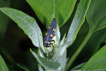 Marienkäfer, Siebenpunkt-Marienkäfer, Coccinella septempunctata