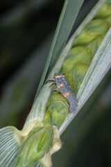 Marienkäfer, Siebenpunkt-Marienkäfer, Coccinella septempunctata