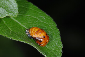 Marienkäfer, Siebenpunkt-Marienkäfer, Coccinella septempunctata
