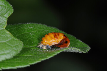 Marienkäfer, Siebenpunkt-Marienkäfer, Coccinella septempunctata